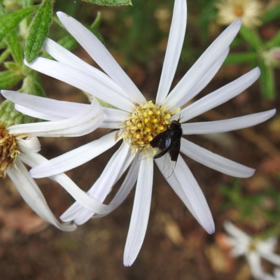 Geron nigralis (Slender bee fly) at ANBG - 9 Feb 2021 by HelenCross