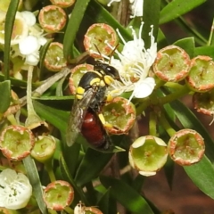 Hylaeus (Euprosopis) elegans (Harlequin Bee) at ANBG - 9 Feb 2021 by HelenCross