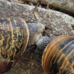 Cornu aspersum at Cook, ACT - 6 Feb 2021