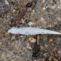 Cornu aspersum at Cook, ACT - 6 Feb 2021