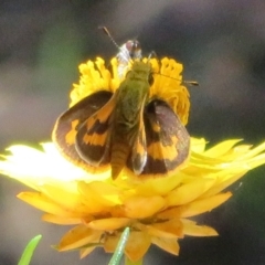 Ocybadistes walkeri (Green Grass-dart) at ANBG - 7 Feb 2021 by Christine