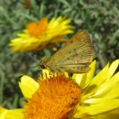 Ocybadistes walkeri at Acton, ACT - 7 Feb 2021