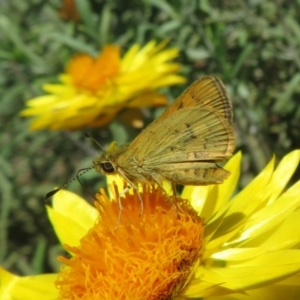 Ocybadistes walkeri at Acton, ACT - 7 Feb 2021 12:00 PM