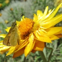 Ocybadistes walkeri at Acton, ACT - 7 Feb 2021 12:00 PM