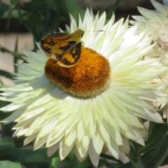 Ocybadistes walkeri at Acton, ACT - 7 Feb 2021