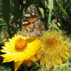 Vanessa kershawi (Australian Painted Lady) at ANBG - 7 Feb 2021 by Christine