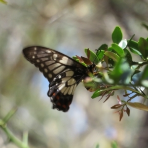 Papilio anactus at Acton, ACT - 7 Feb 2021 12:48 PM