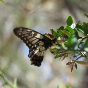 Papilio anactus at Acton, ACT - 7 Feb 2021