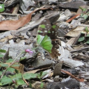 Graphium macleayanum at Watson, ACT - 7 Feb 2021