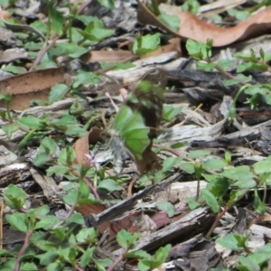 Graphium macleayanum at Watson, ACT - 7 Feb 2021