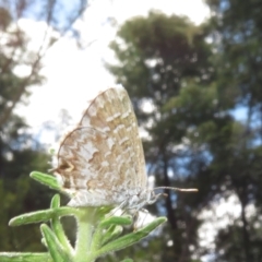 Theclinesthes serpentata (Saltbush Blue) at Acton, ACT - 7 Feb 2021 by Christine