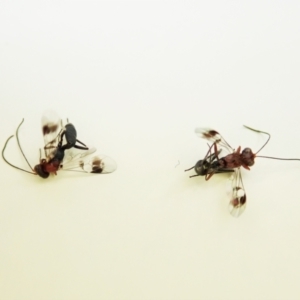 Ichneumonidae (family) at Cook, ACT - 10 Feb 2021