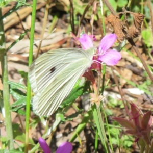 Pieris rapae at Acton, ACT - 7 Feb 2021