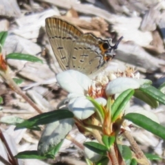 Jalmenus ictinus (Stencilled Hairstreak) at ANBG - 7 Feb 2021 by Christine