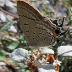 Jalmenus ictinus at Acton, ACT - 7 Feb 2021 03:01 PM