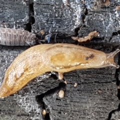 Ambigolimax sp. (valentius and waterstoni) (Striped Field Slug) at Latham, ACT - 10 Feb 2021 by trevorpreston