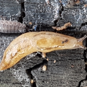 Ambigolimax sp. (valentius and waterstoni) at Latham, ACT - 10 Feb 2021