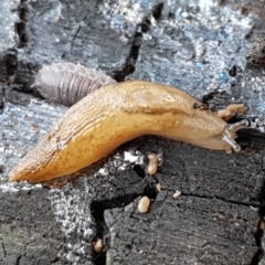 Ambigolimax sp. (valentius and waterstoni) at Latham, ACT - 10 Feb 2021