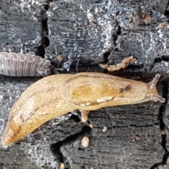 Ambigolimax sp. (valentius and waterstoni) at Latham, ACT - 10 Feb 2021