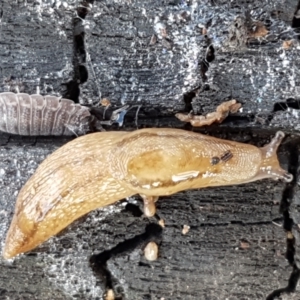 Ambigolimax sp. (valentius and waterstoni) at Latham, ACT - 10 Feb 2021