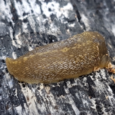 Limacus flavus (Yellow Cellar Slug) at Latham, ACT - 10 Feb 2021 by tpreston