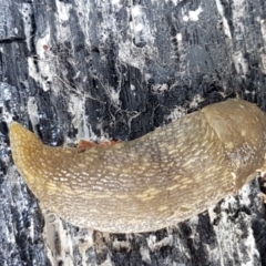 Limacus flavus at Latham, ACT - 10 Feb 2021 05:11 PM