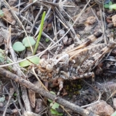 Austroicetes sp. (genus) (A grasshopper) at Macgregor, ACT - 10 Feb 2021 by tpreston