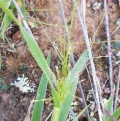 Panicum effusum (Hairy Panic Grass) at Latham, ACT - 10 Feb 2021 by tpreston
