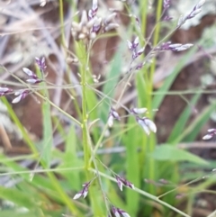 Panicum effusum at Latham, ACT - 10 Feb 2021 05:24 PM