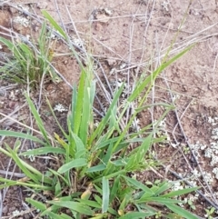 Panicum effusum at Latham, ACT - 10 Feb 2021 05:24 PM