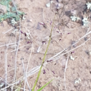 Panicum effusum at Latham, ACT - 10 Feb 2021