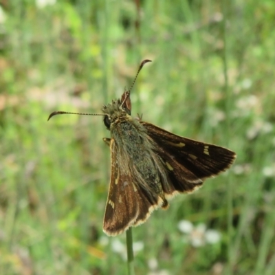 Dispar compacta (Barred Skipper) at ANBG - 7 Feb 2021 by Christine