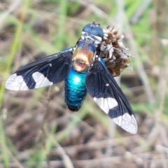 Palirika decora (A beefly) at Macgregor, ACT - 10 Feb 2021 by tpreston