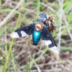 Palirika decora at Macgregor, ACT - 10 Feb 2021 05:30 PM