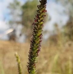 Setaria (genus) (Pigeon Grass) at Macgregor, ACT - 10 Feb 2021 by trevorpreston