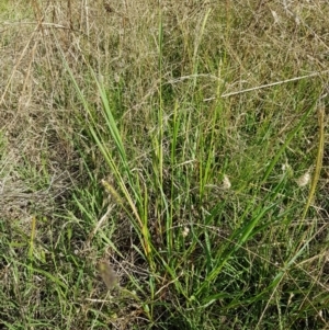 Setaria sp. at Macgregor, ACT - 10 Feb 2021 05:35 PM