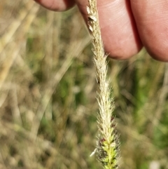 Setaria sp. at Macgregor, ACT - 10 Feb 2021 05:35 PM