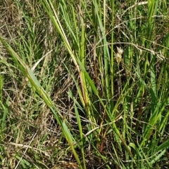 Setaria sp. at Macgregor, ACT - 10 Feb 2021 05:35 PM