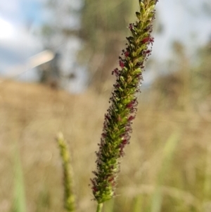 Setaria sp. at Macgregor, ACT - 10 Feb 2021 05:35 PM