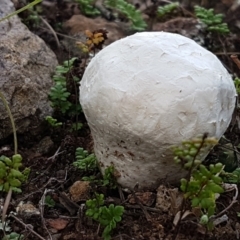 Calvatia sp. (a puffball ) at Latham, ACT - 10 Feb 2021 by trevorpreston