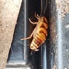 Robshelfordia simplex (Shelford's Western Cockroach) at Latham, ACT - 10 Feb 2021 by trevorpreston