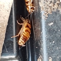 Robshelfordia simplex at Latham, ACT - 10 Feb 2021