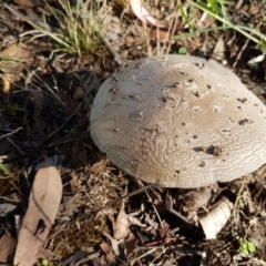 Amanita sp. (Amanita sp.) at Latham, ACT - 10 Feb 2021 by trevorpreston