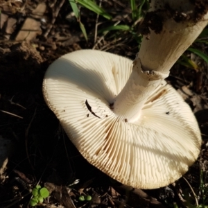 Amanita sp. at Latham, ACT - 10 Feb 2021 05:58 PM