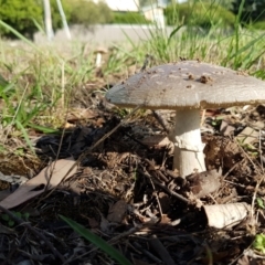 Amanita sp. at Latham, ACT - 10 Feb 2021 05:58 PM