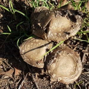 Amanita sp. at Latham, ACT - 10 Feb 2021 05:58 PM