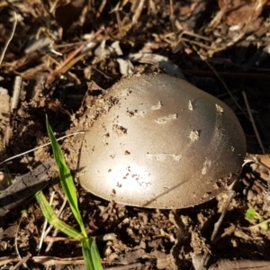 Amanita sp. at Latham, ACT - 10 Feb 2021 05:58 PM