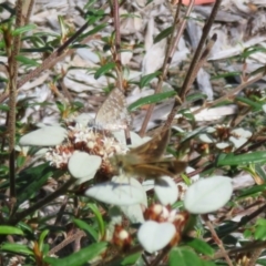 Theclinesthes miskini (Wattle Blue) at Acton, ACT - 7 Feb 2021 by Christine