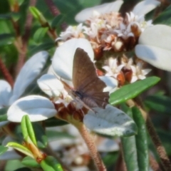 Theclinesthes miskini at Acton, ACT - 7 Feb 2021