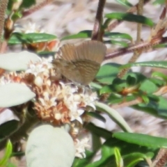 Theclinesthes miskini at Acton, ACT - 7 Feb 2021